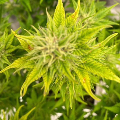 Wedding cake auto growlog timeline photo