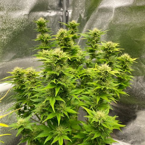Wedding cake auto growlog timeline photo