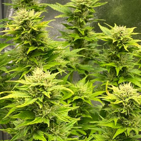 Wedding cake auto growlog timeline photo