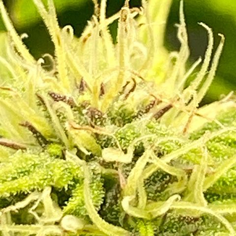 Wedding cake auto growlog timeline photo