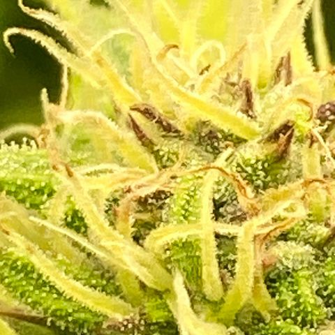 Wedding cake auto growlog timeline photo