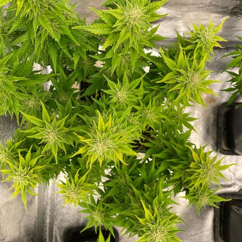 Wedding cake auto growlog timeline photo