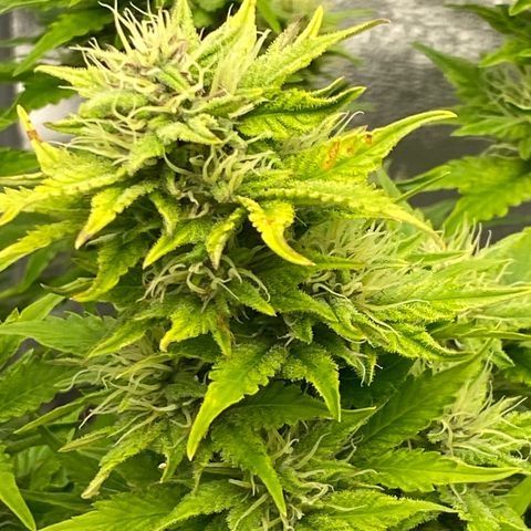 Wedding cake auto growlog timeline photo
