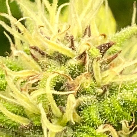 Wedding cake auto growlog timeline photo
