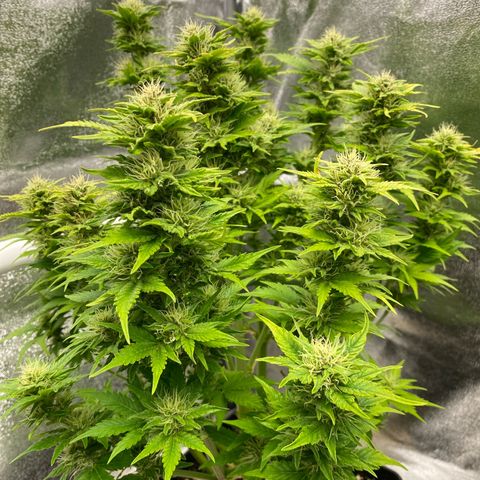 Wedding cake auto growlog timeline photo