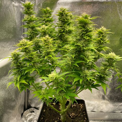 Wedding cake auto growlog timeline photo