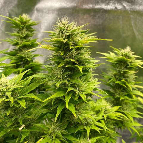 Wedding cake auto growlog timeline photo