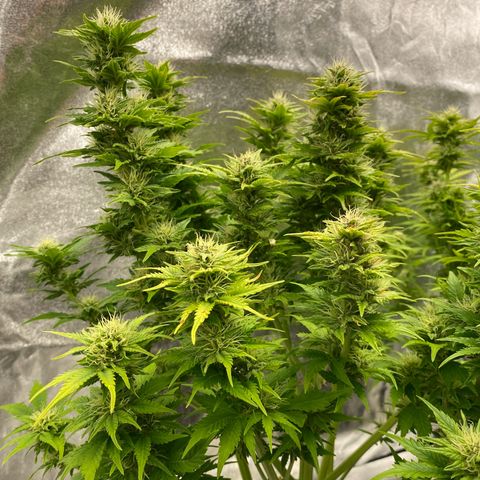 Wedding cake auto growlog timeline photo