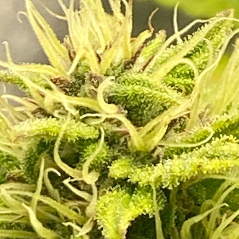 Wedding cake auto growlog timeline photo