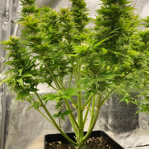 Wedding cake auto growlog timeline photo