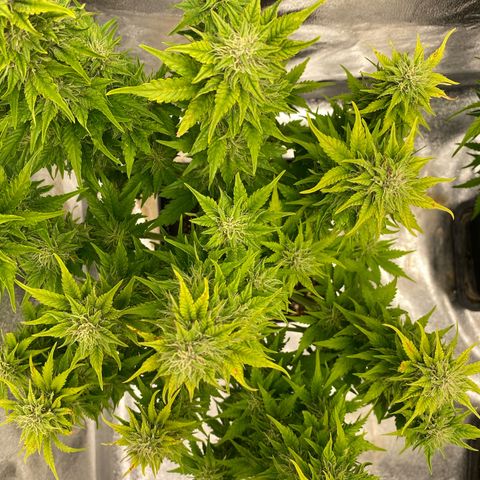 Wedding cake auto growlog timeline photo