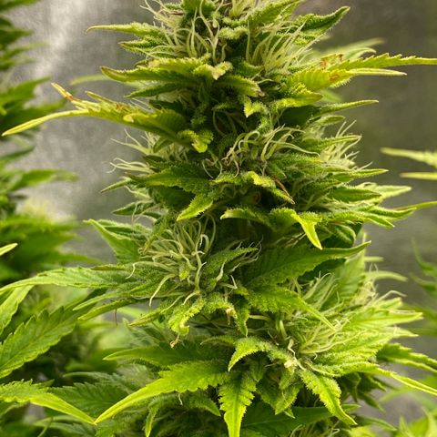 Wedding cake auto growlog timeline photo