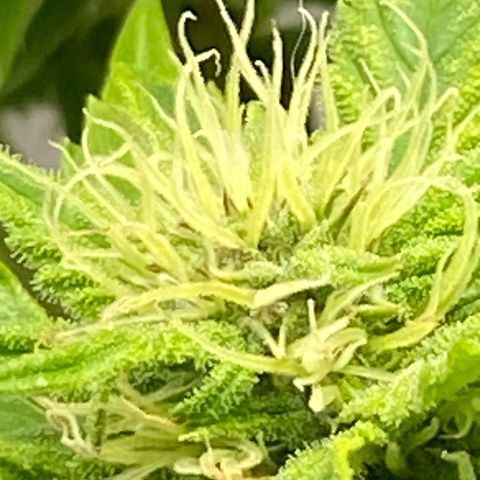 Wedding cake auto growlog timeline photo