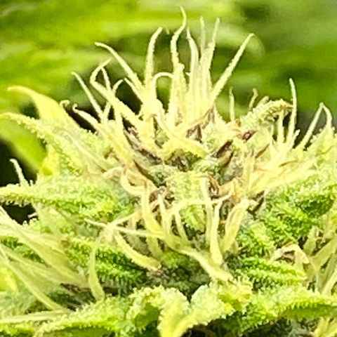 Wedding cake auto growlog timeline photo