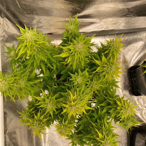 Wedding cake auto growlog timeline photo