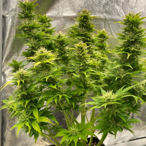 Wedding cake auto growlog timeline photo