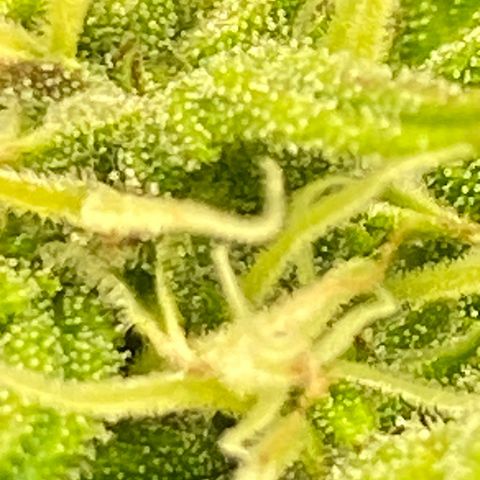 Wedding cake auto growlog timeline photo