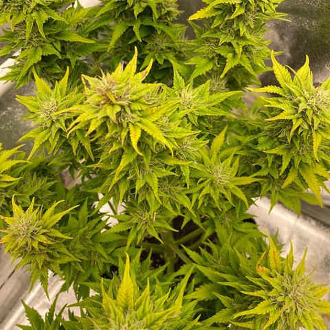 Wedding cake auto growlog timeline photo