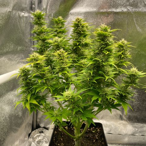 Wedding cake auto growlog timeline photo