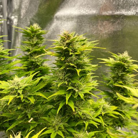 Wedding cake auto growlog timeline photo