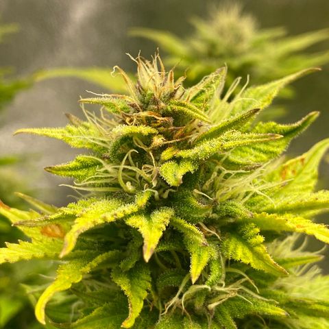 Wedding cake auto growlog timeline photo