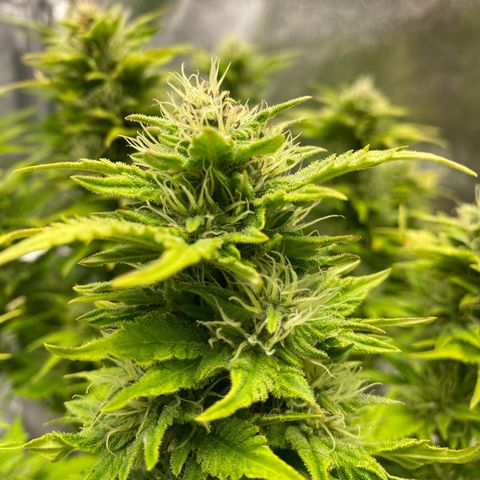 Wedding cake auto growlog timeline photo