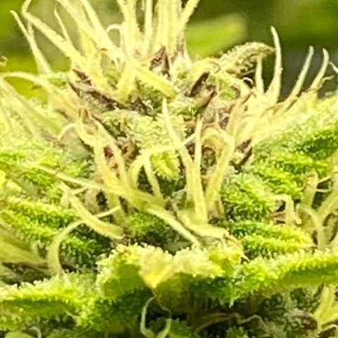 Wedding cake auto growlog timeline photo