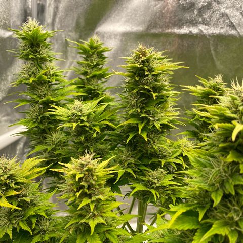 Wedding cake auto growlog timeline photo