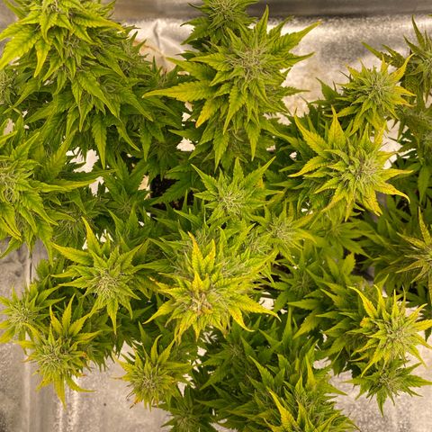 Wedding cake auto growlog timeline photo