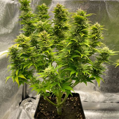 Wedding cake auto growlog timeline photo
