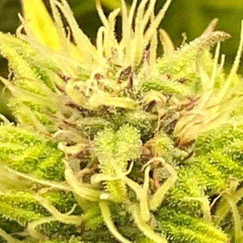 Wedding cake auto growlog timeline photo