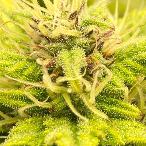 Wedding cake auto growlog timeline photo