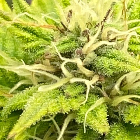 Wedding cake auto growlog timeline photo