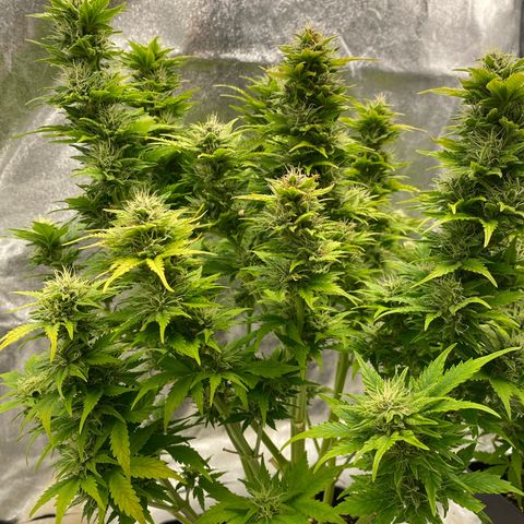 Wedding cake auto growlog timeline photo