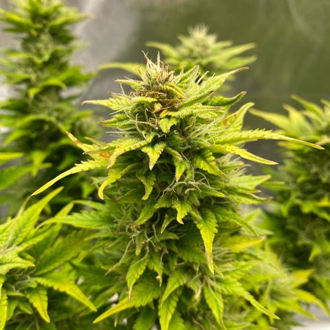 Wedding cake auto growlog timeline photo