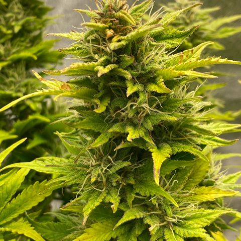 Wedding cake auto growlog timeline photo