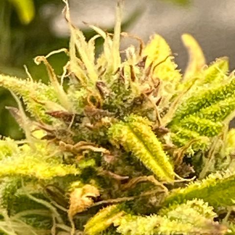 Wedding cake auto growlog timeline photo