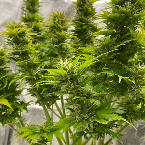 Wedding cake auto growlog timeline photo