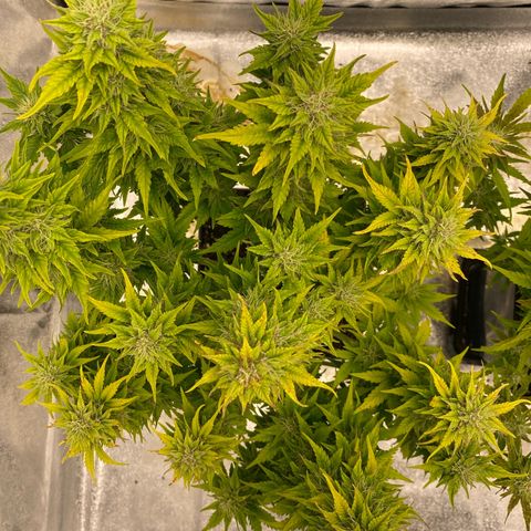 Wedding cake auto growlog timeline photo