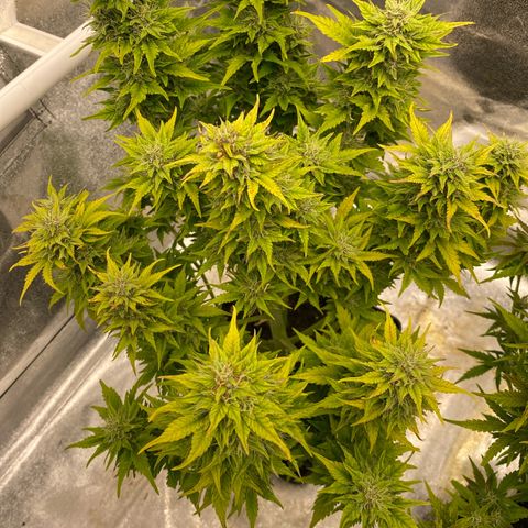 Wedding cake auto growlog timeline photo