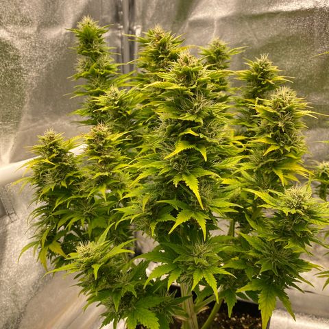 Wedding cake auto growlog timeline photo