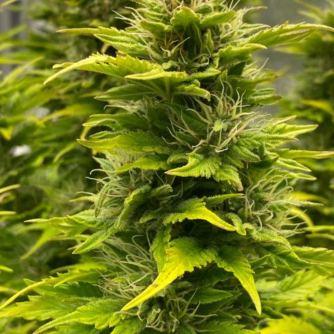 Wedding cake auto growlog timeline photo