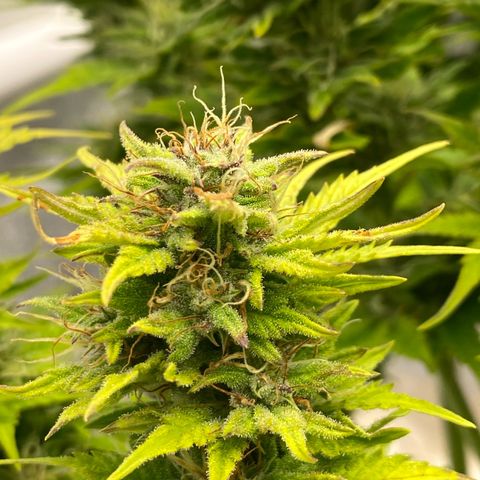 Wedding cake auto growlog timeline photo