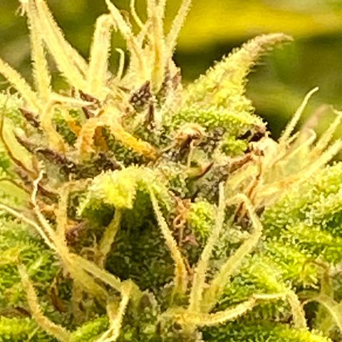 Wedding cake auto growlog timeline photo