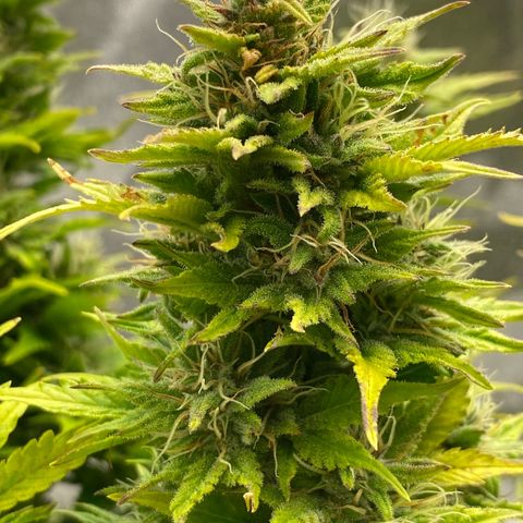 Wedding cake auto growlog timeline photo