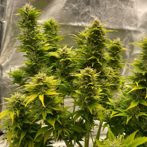 Wedding cake auto growlog timeline photo