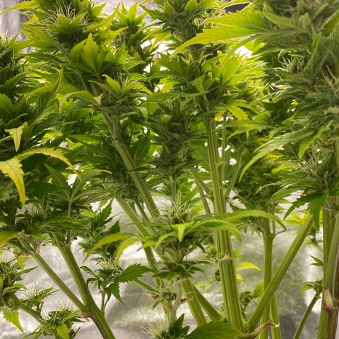 Wedding cake auto growlog timeline photo