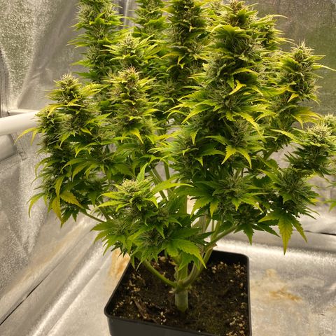 Wedding cake auto growlog timeline photo