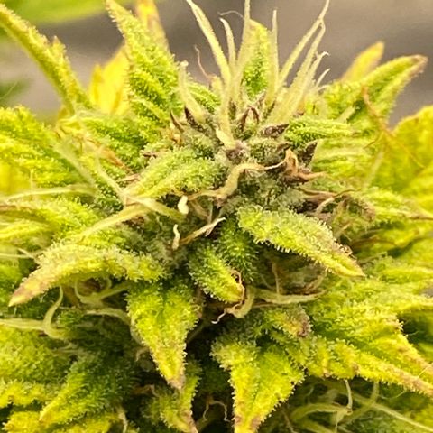 Wedding cake auto growlog timeline photo