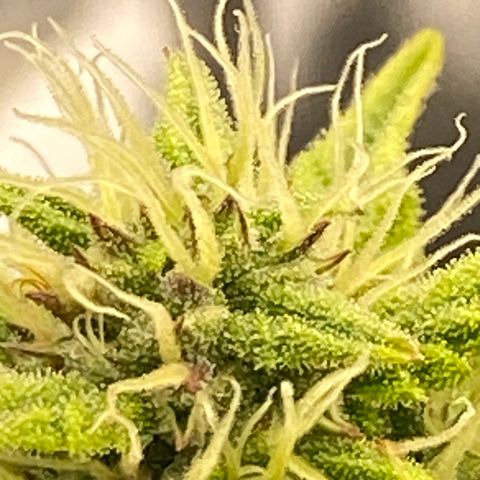 Wedding cake auto growlog timeline photo